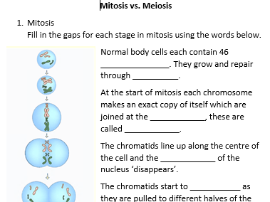 Mitosis Meiosis Summary Worksheets