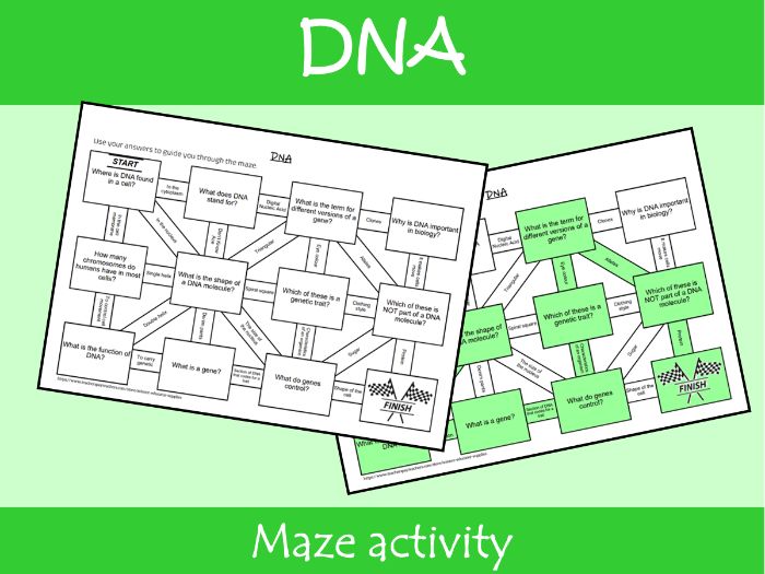 DNA Maze Worksheet | KS2–KS3 Science Revision Activity