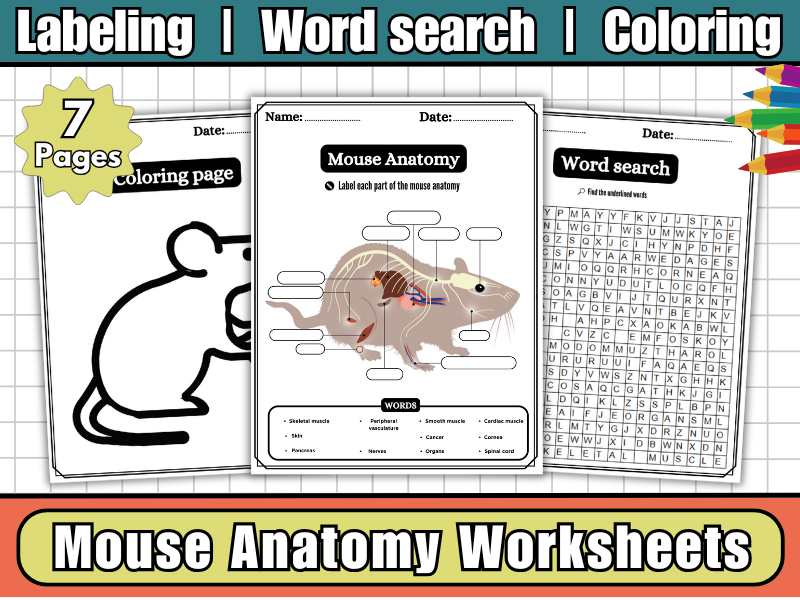 Mouse Anatomy-Parts of a Mouse Labeling Worksheets,Diagram,Word Search & Coloring-Animal Science