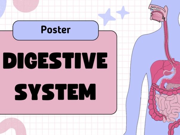 Digestive System Poster