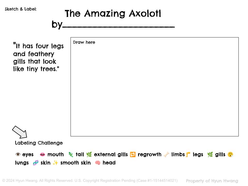 Grade 4 Informational Writing — Amazing Animals: Axolotl & Great White Shark (Module 2 Scaffolding)