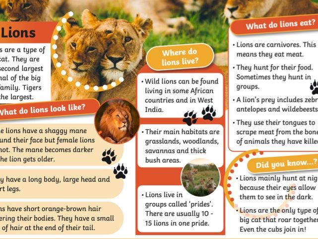 Animal Non chronological report