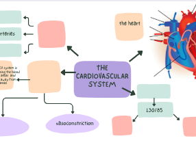 cardiovascular system  mind map