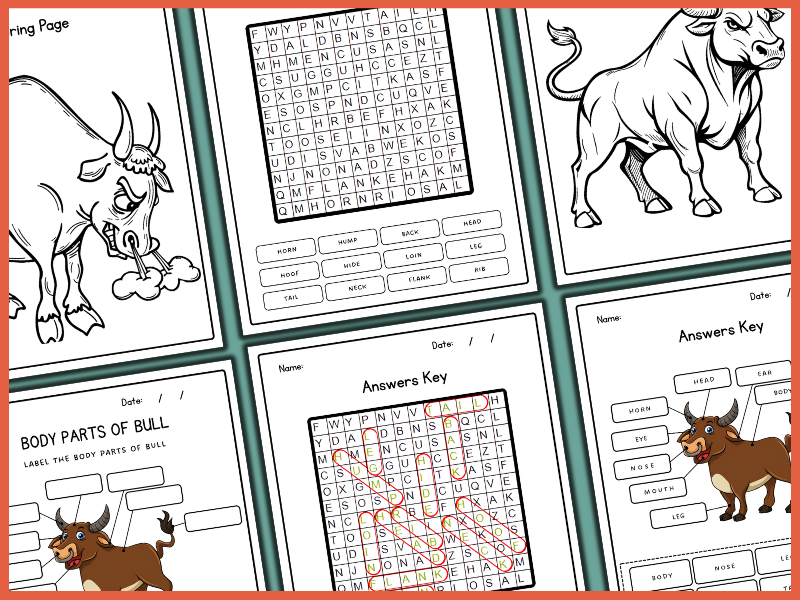 Bull Body Parts | Mammal Anatomy | Labeling & Coloring | Farm Animals ...
