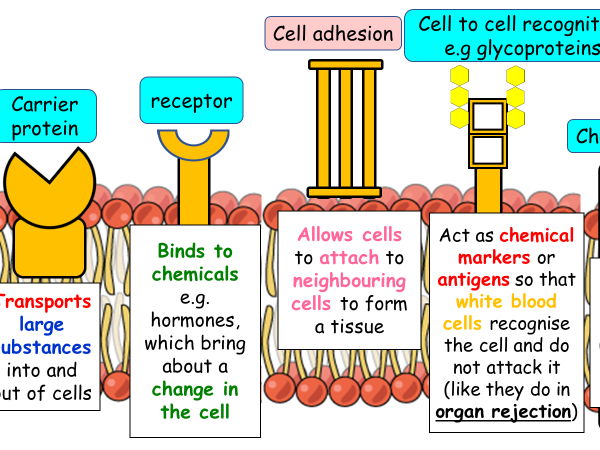 Structure of the plasma membrane AAQ OCR Cambridge Advanced Nationals