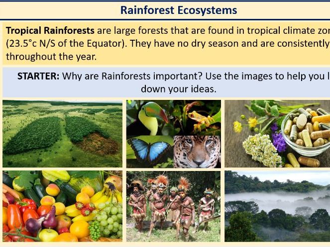 South America (KS3 Geography) Lesson 3: Rainforest Ecosystems