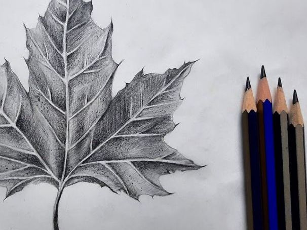 Drawing leaves found in nature