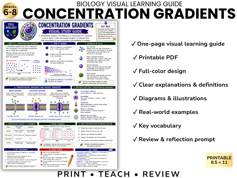 CONCENTRATION GRADIENTS | Biology Visual Learning Guide | Grade 8 & Middle School Science
