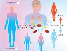 A Level Biology - Homeostasis in mammals