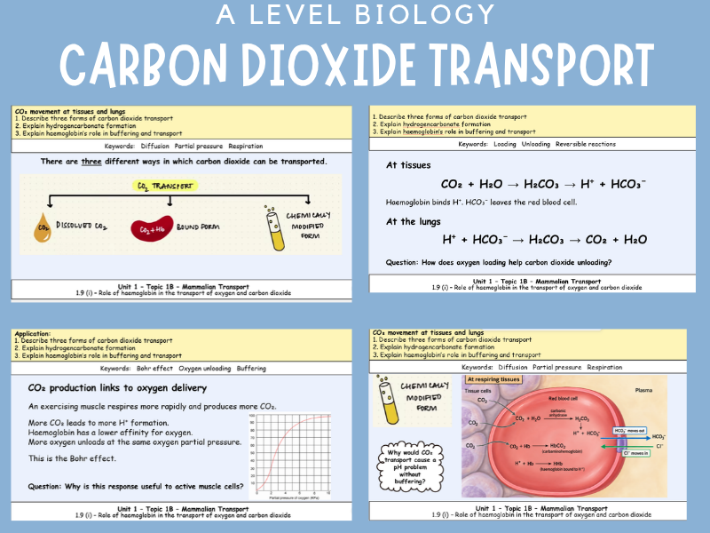 Transport of Carbon dioxide in the blood