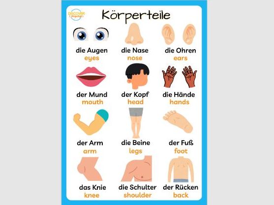 German Parts of the Body Vocabulary Worksheet & Wordsearch Activity