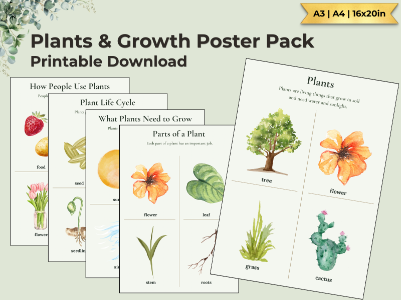 Plants & Growth Posters | KS1 Science