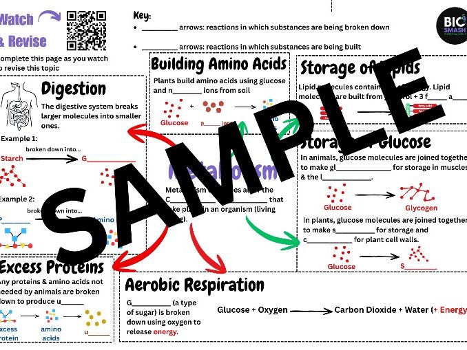 An overview of GCSE level metabolism