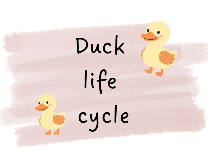 Duck Life Cycle