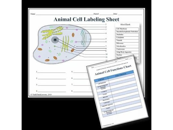 Animal Cell Labeling & Functions Worksheet - Science | Biology