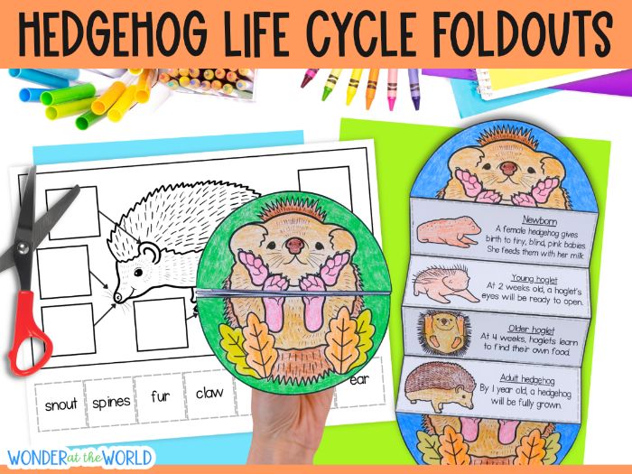 Hedgehog mammal life cycle sequence and fold activity KS1 lower KS2 science cut and paste