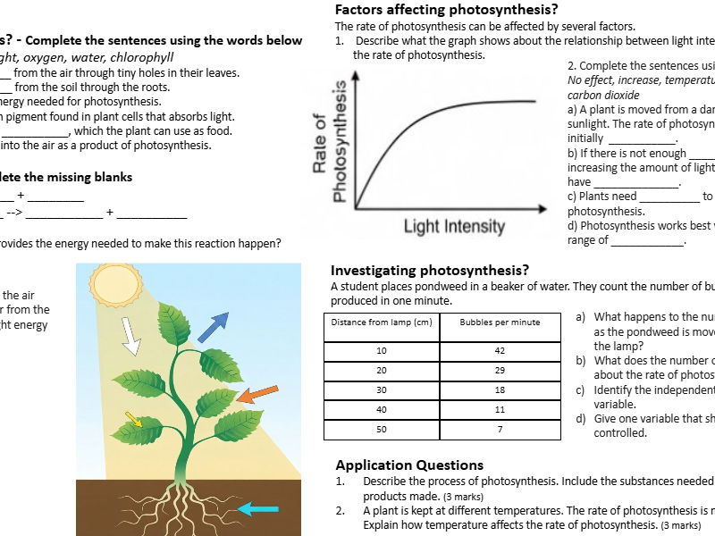KS3/4 Photosynthesis Worksheet