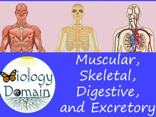 Four Weeks of Human Body Part 3 Bellringers Warm Ups