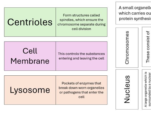 BTEC AAQ in Health and Social Care_ Unit 2 - Human Biology_Cells and Muscles Revision Cards