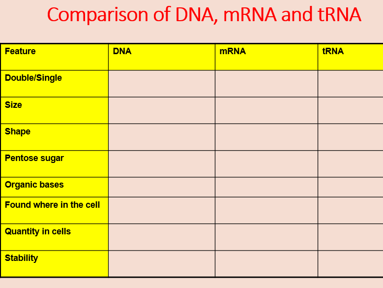 AQA A level Biology Topic 4. Structure of RNA (3.4.2)