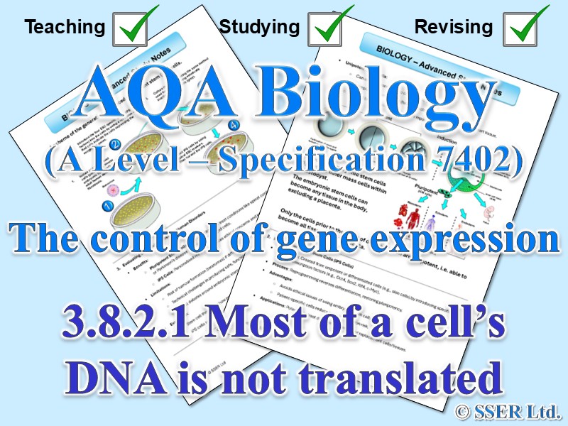 BIOA_AQA Topic Notes: 3.8.2.1 Most of a cell’s DNA is not translated