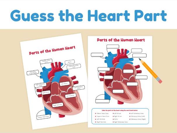Human Heart Labeling Worksheet | Circulatory System Activity