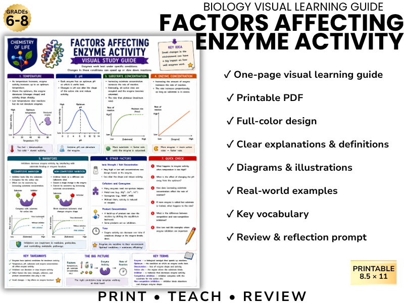 FACTORS AFFECTING ENZYME ACTIVITY Biology Visual Learning Guide | Grade 8 & Middle School Science