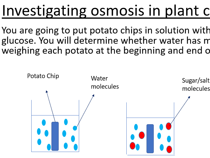AQA GCSE Biology Required Practical 3 Osmosis in Potatoes
