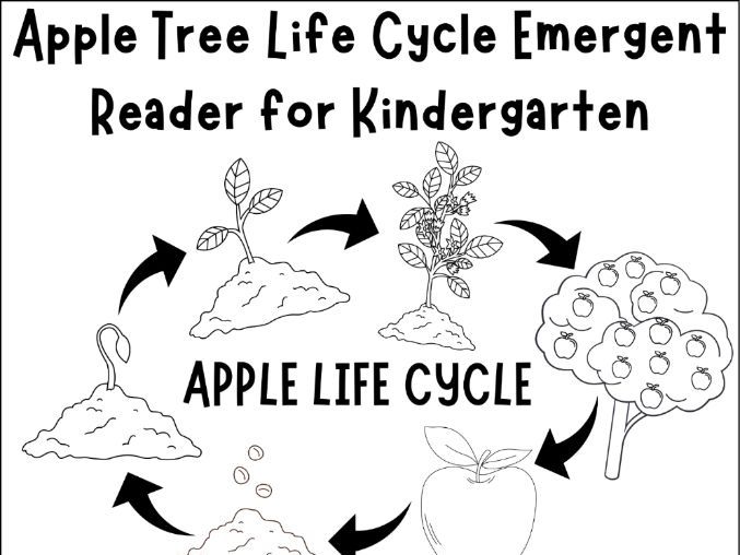 Apple Tree Life Cycle Emergent Reader for Kindergarten