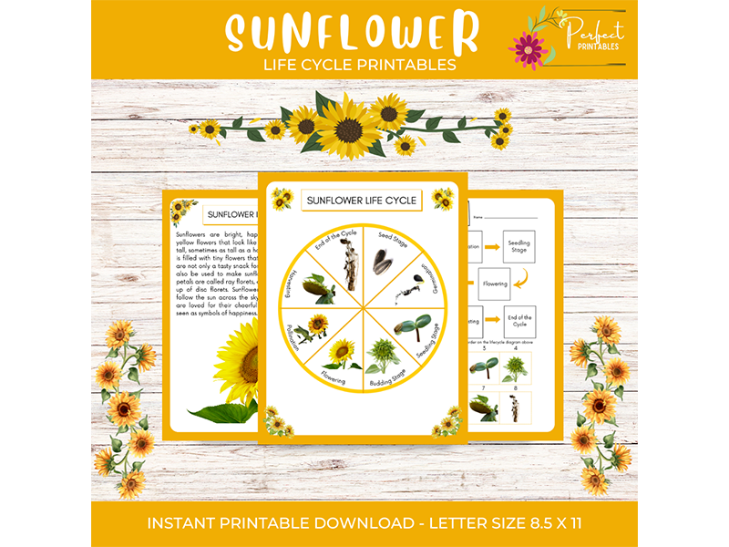 Sunflower Life Cycle Pack Flowering Plant Science Unit Worksheet with Fun Facts!