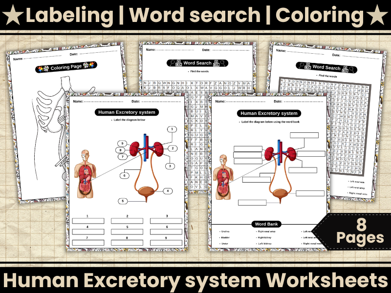 Human Excretory system Labeled Diagram-Wordsearch,Coloring,Worksheets-KS2–KS3 Biology Activities