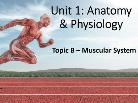 CTECH Level 3 Unit 1 Muscular System