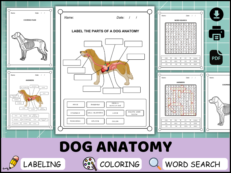 Dog Anatomy Worksheet Pack | Labeling, Coloring & Word Search Activities for Early Science (K-2) PDF