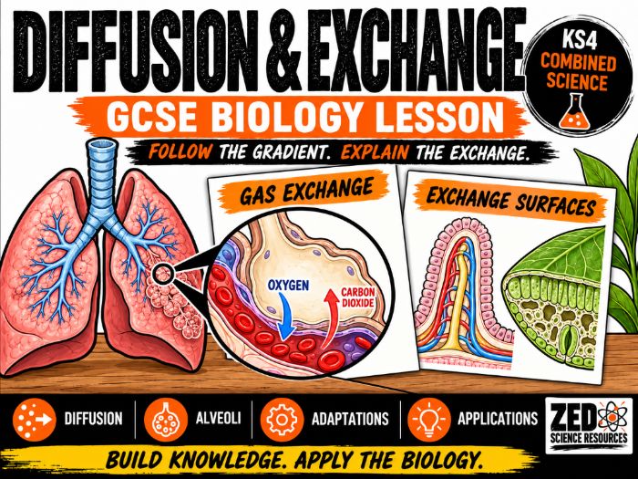 GCSE Biology: Diffusion and Exchange Surfaces Lesson – Alveoli, Villi and Leaves | KS4 Combined