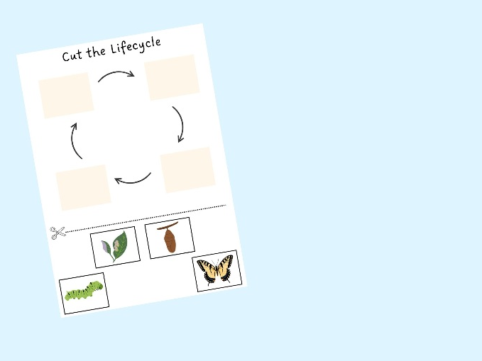 Butterfly Lifecycle Cut and Stick