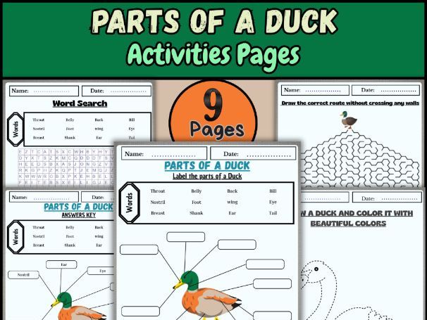 Parts of a Duck | Labeling, Coloring, Word Search, Drawing & Maze Activity