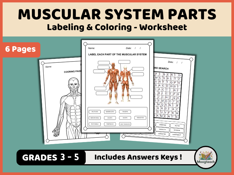 Human Muscular System | Body Muscles | Labeling | Biology | Coloring Worksheet | KS2 | KS3 | Science