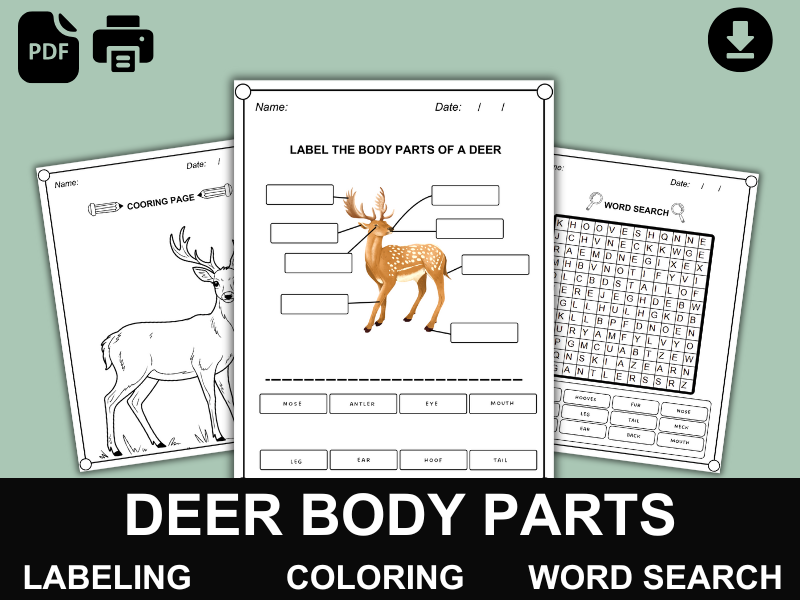 Deer Body Parts | Labeling, Coloring & Word Search | Wildlife & Forest Animals PDF