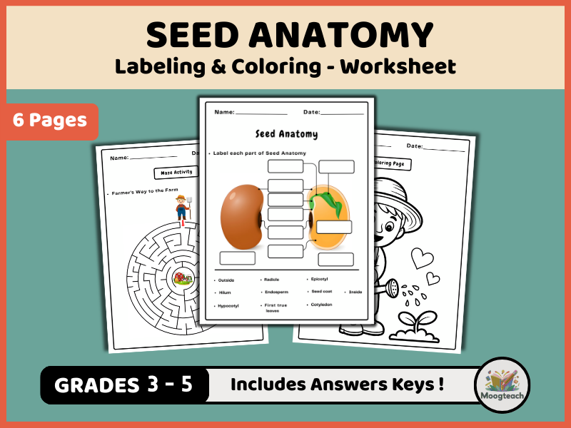 Seed Anatomy Worksheet Pack | Labeling, Coloring & Word Search (K-3 Botany & Life Cycles PDF)