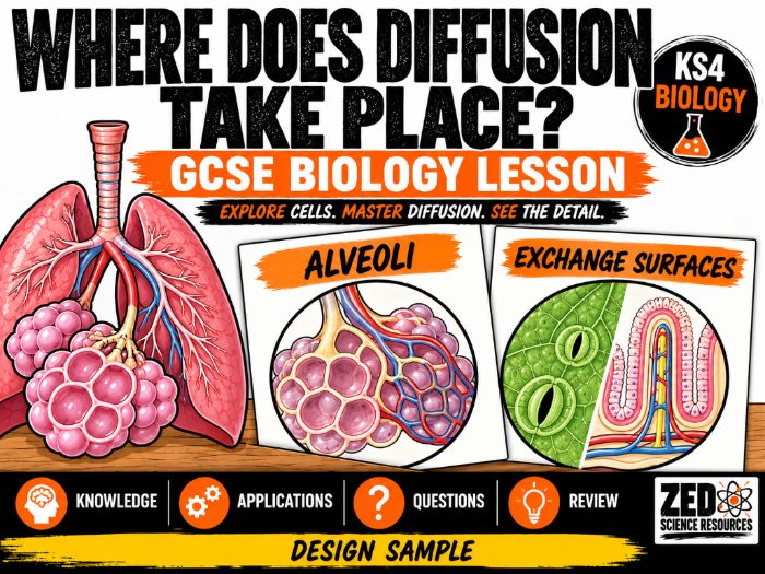 GCSE Biology: Where Does Diffusion Take Place? – Alveoli and Exchange Surfaces | KS4 Combined