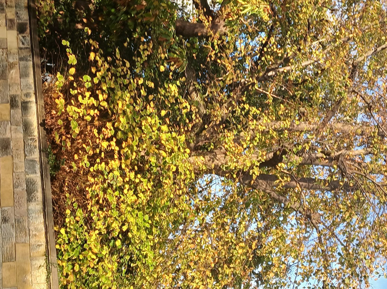 GCSE Biology AQA paper 1 revision organisers. Answers included