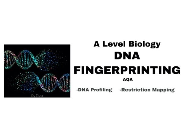 a-level-biology-dna-fingerprinting-notes-teaching-resources