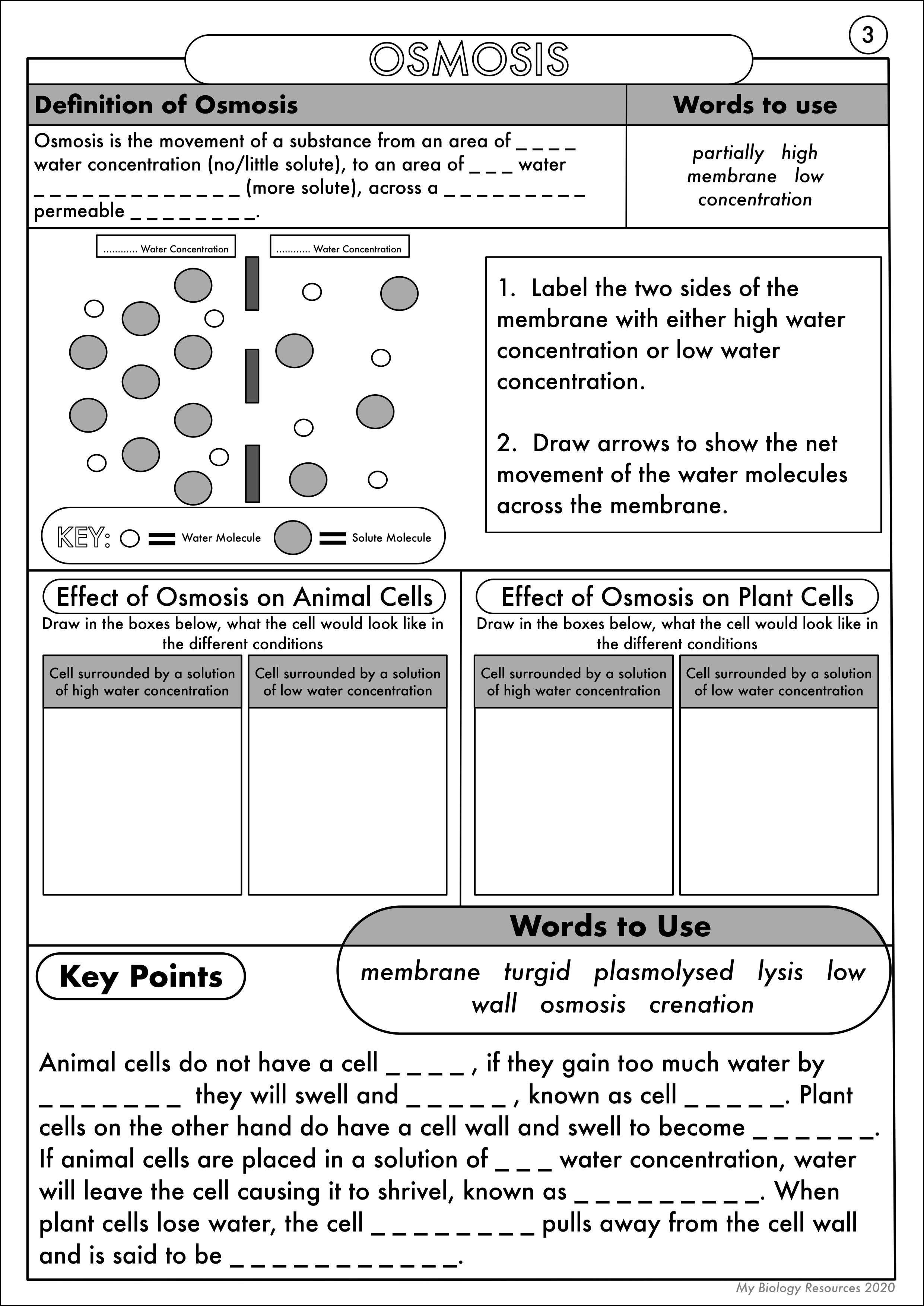 GCSE Biology Diffusion Osmosis And Active Transport Worksheet Pack
