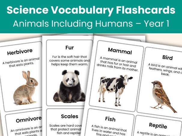 Year 1 Science Animals including Humans Vocabulary Cards – Real Photo Flashcards