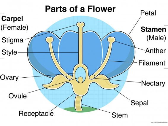 Parts of a Flower Mixed Poster/Mat Pack