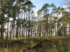 Ecology - What is Ecology?