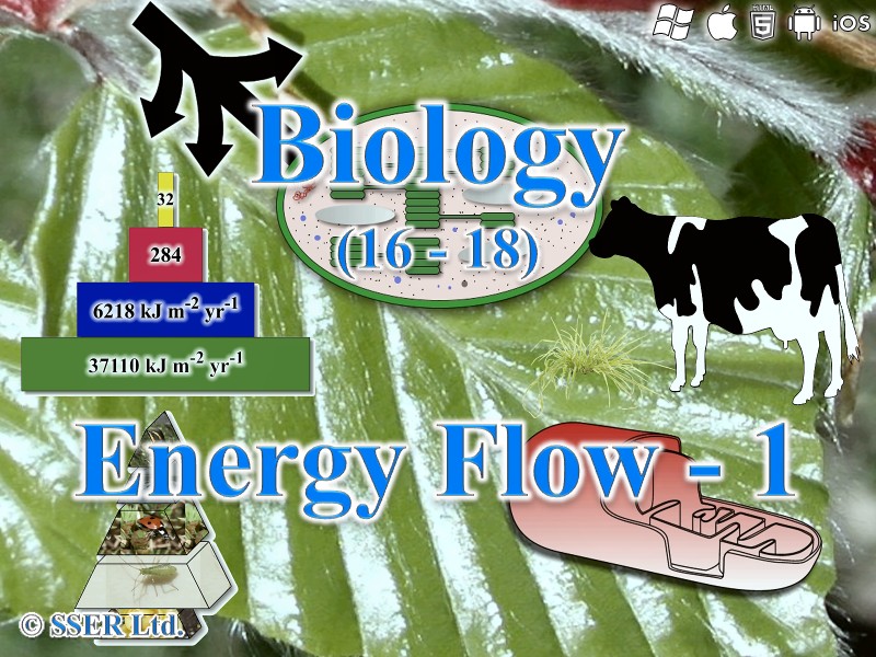 BioA_3.5.3 Energy Flow - 1 (Ecosystems)