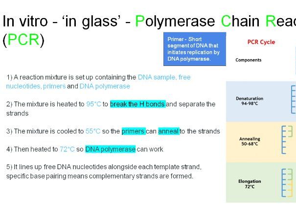 Biology A level - gene technology 31 slides