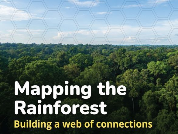 Rainforests - Hexagonal Thinking