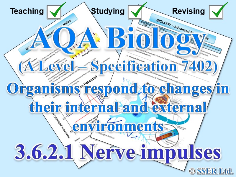 BIOA_AQA Topic Notes: 3.6.2.1 Nerve impulses